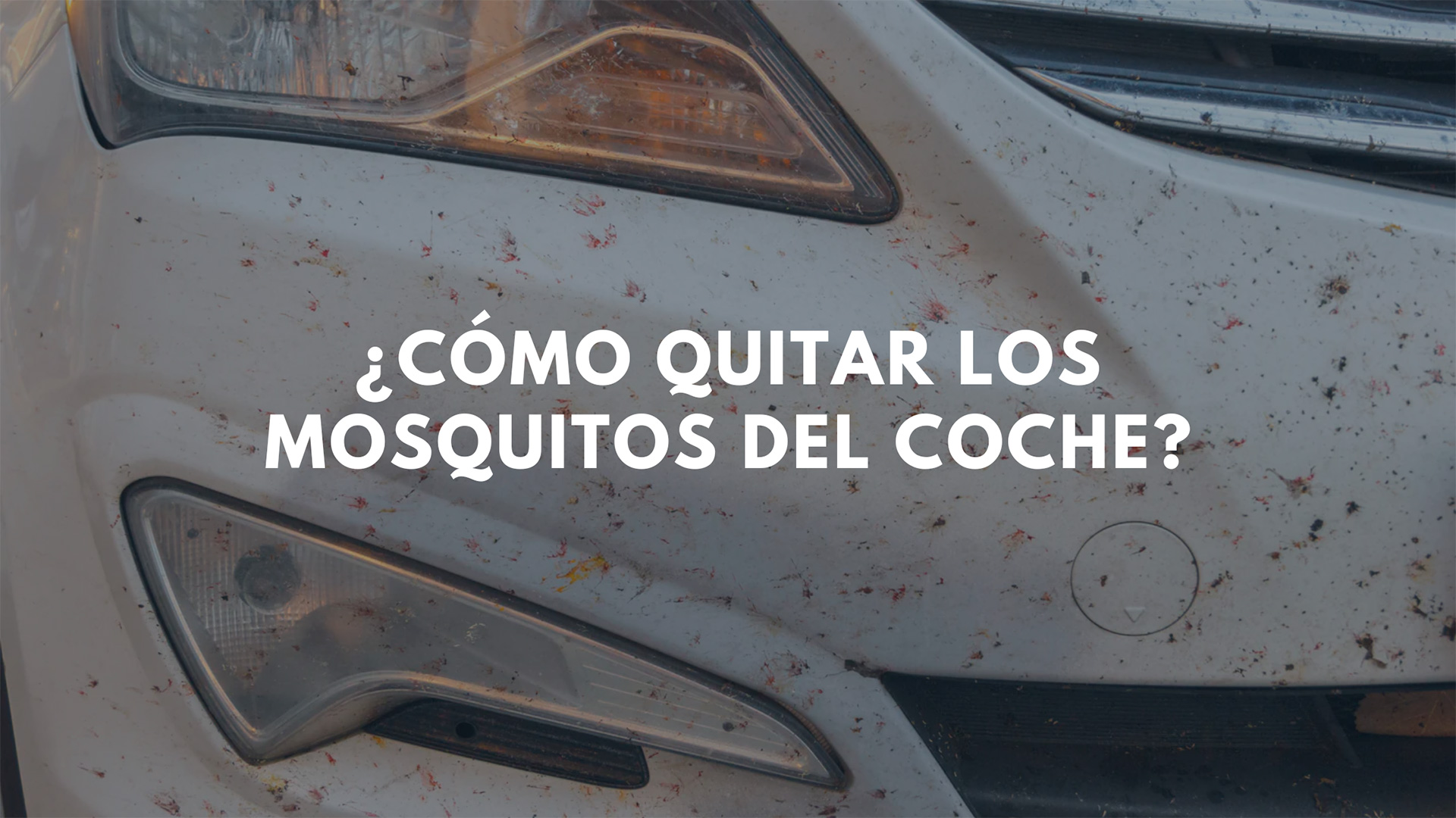 Cómo limpiar los mosquitos del coche - Quimsa ITW